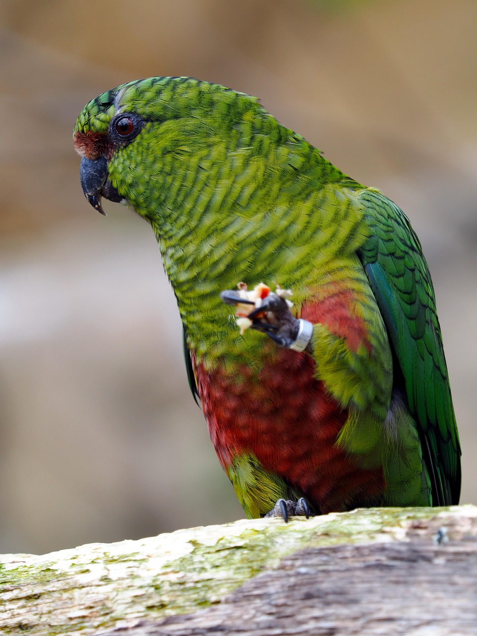Pájaro Loro Ornitología - Foto gratis en Pixabay - Pixabay