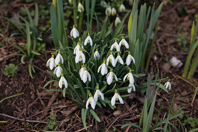 Free Flowers Lily Of The Valley photo and picture
