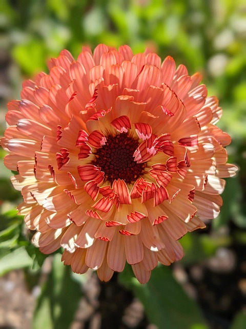 Flower Calendula Orange Free Photo On Pixabay Pixabay