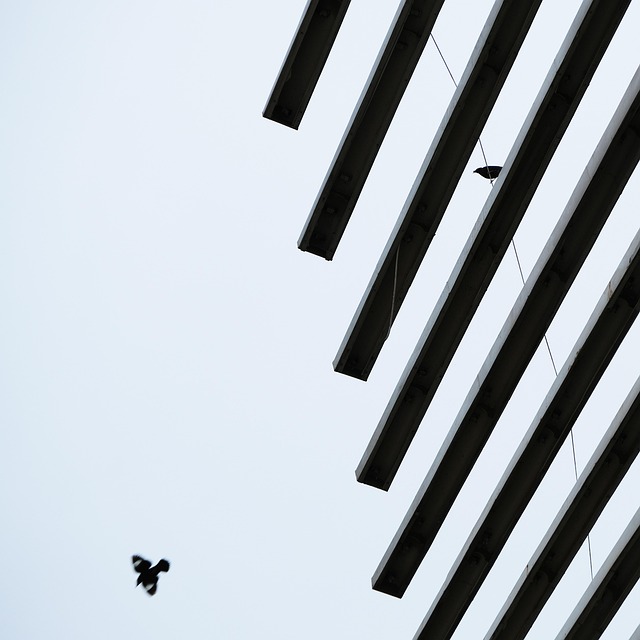 Free Little Bird Cloudy Day photo and picture