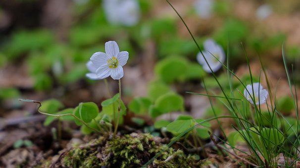 Free Buschwindröschen Frühling photo and picture