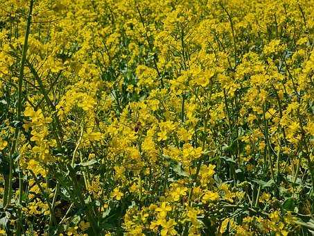 Free Bee Flowers photo and picture