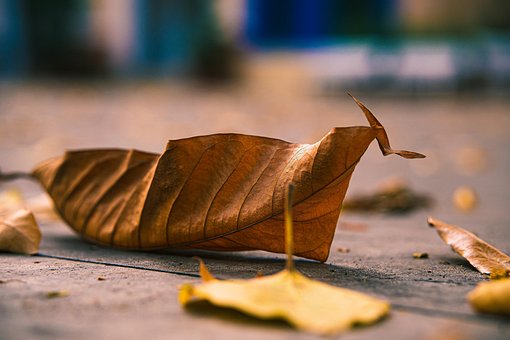 Free Leaves Nature photo and picture