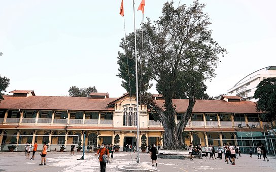 Free Old Tree photo and picture