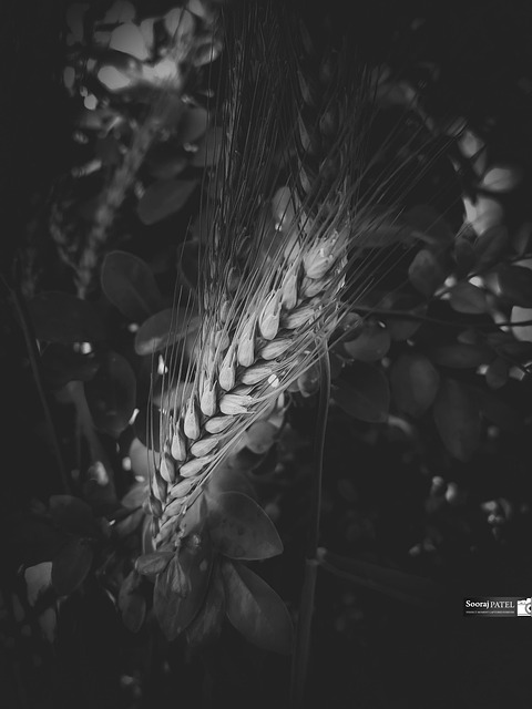 Free Wheat Agriculture photo and picture