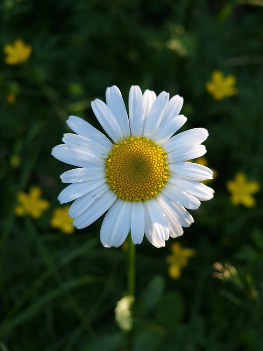 Daisy Flower Blossom Free photo on Pixabay