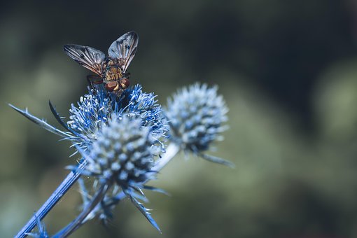 Musca Ariciului, Flori Fundal, Insecte