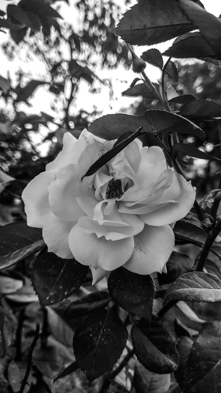 Des Barres Obliques Rose Blanche Photo gratuite sur Pixabay Pixabay