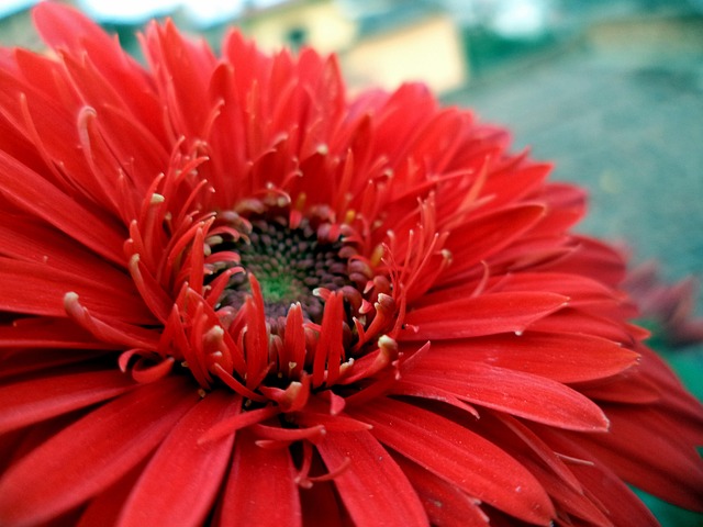 Free Flower Nature photo and picture