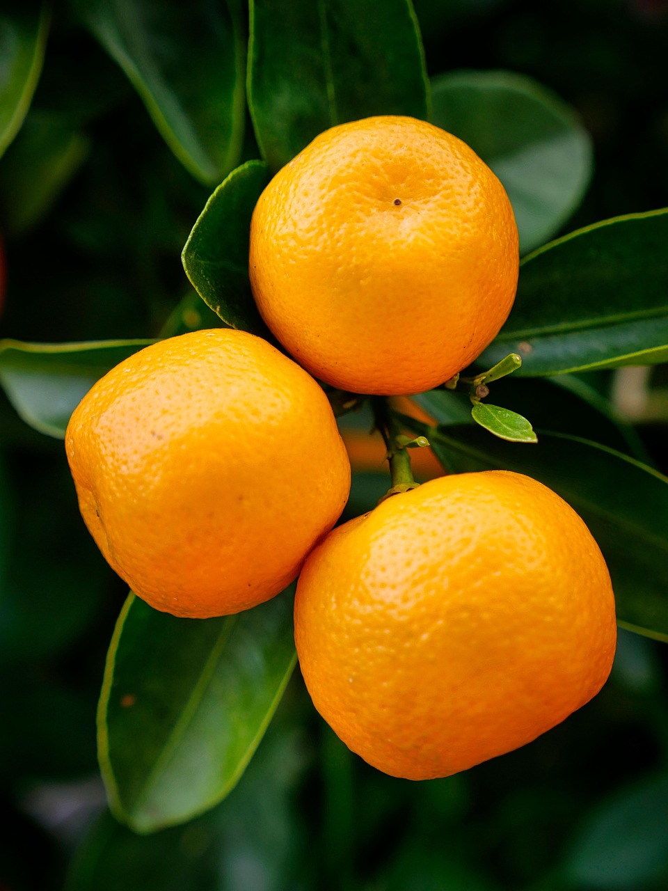 Fruit Oranges Citrus Free photo on Pixabay Pixabay