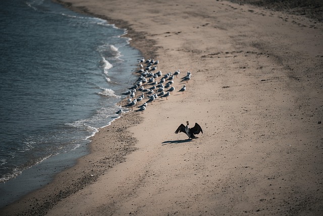 Free Pelican Bird photo and picture