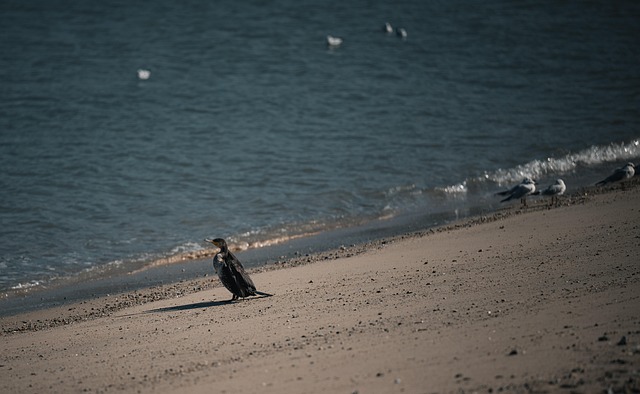 Free Pelican Bird photo and picture