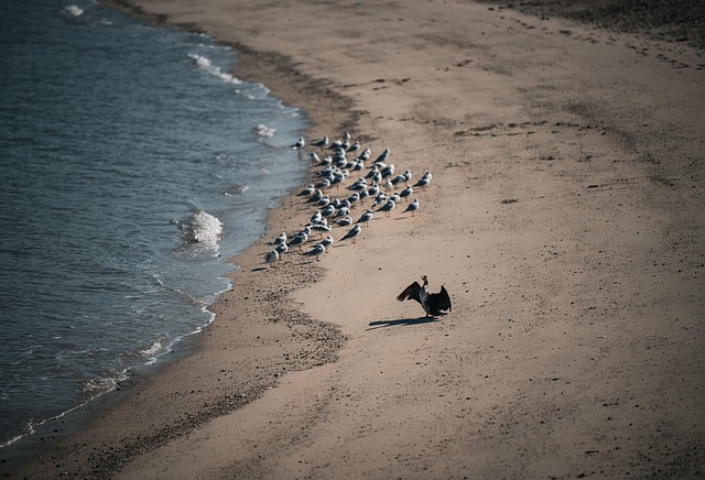 Free Pelican Bird photo and picture