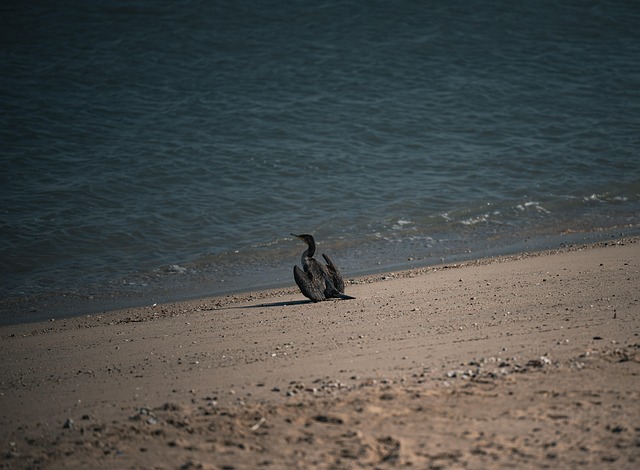 Free Seagull Bird photo and picture