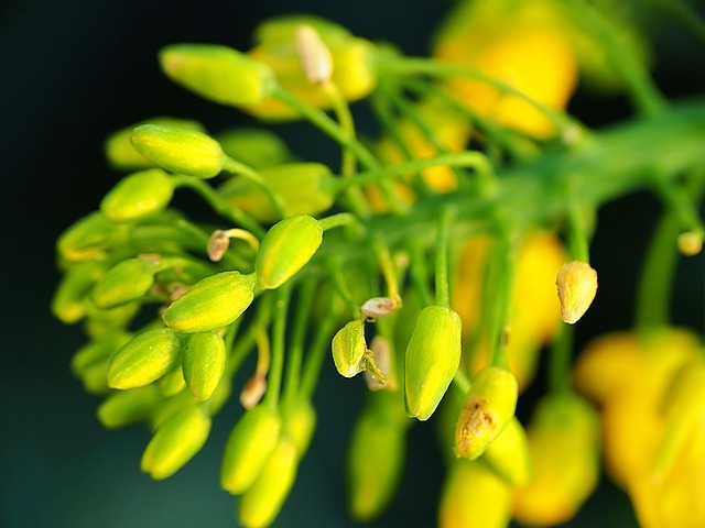 Free Flower Yellow photo and picture