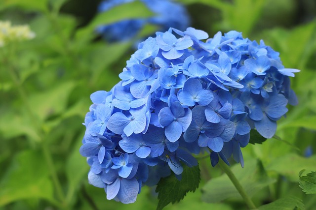 Blomster, Plante, Hortensia
