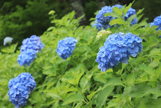 Natur, Plant, Blomst, Hortensia