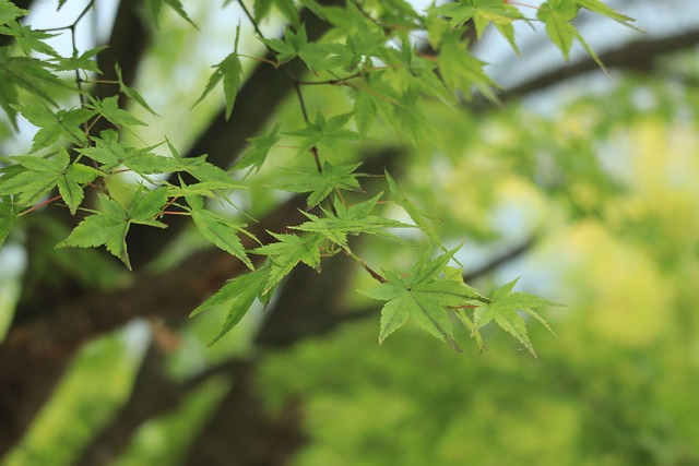Plant, Leaf, Sommer, Ahorn, Grøn, Branch