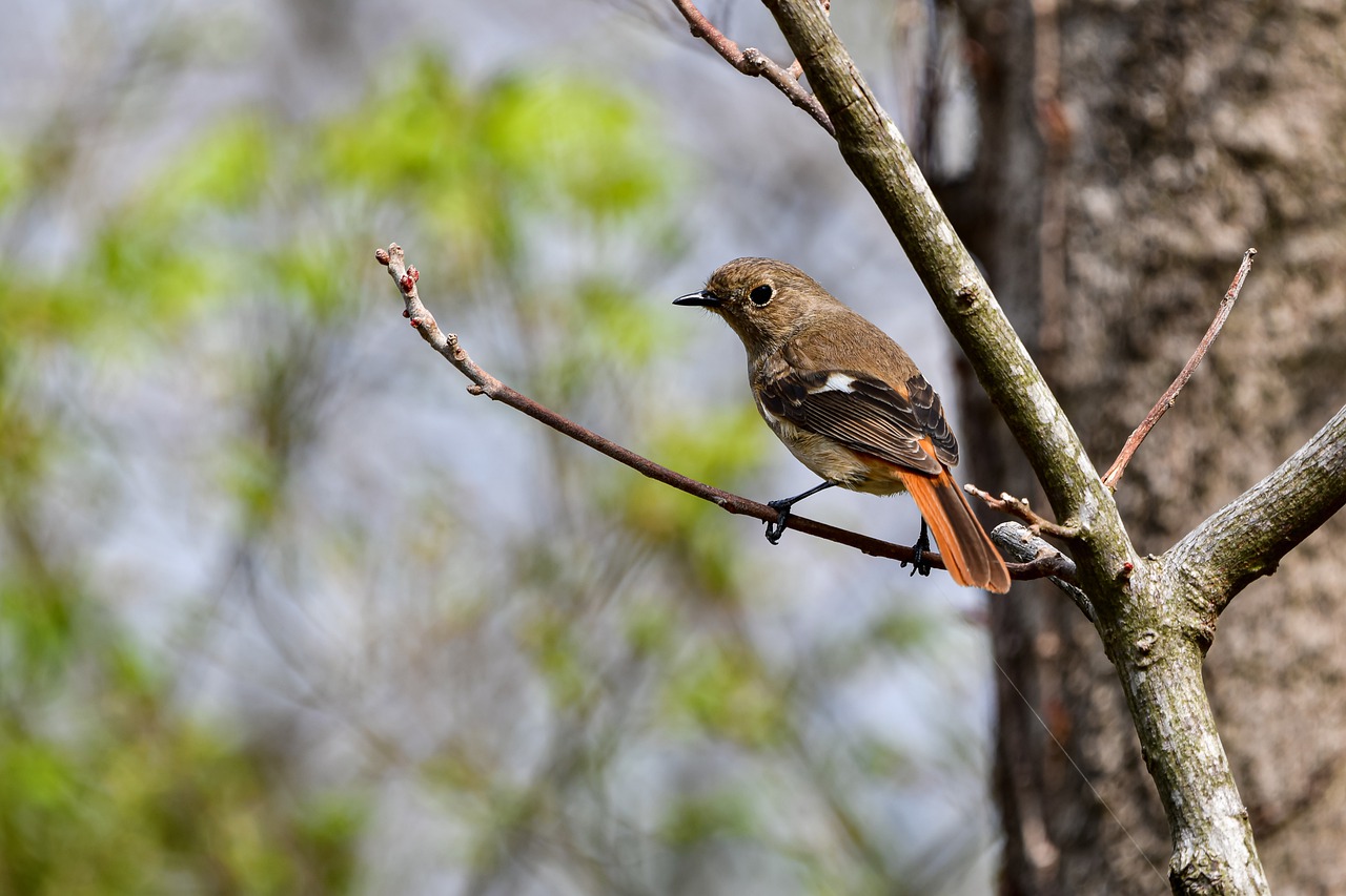 vogel-dauriaanse-roodstaart-bek-gratis-foto-op-pixabay-pixabay