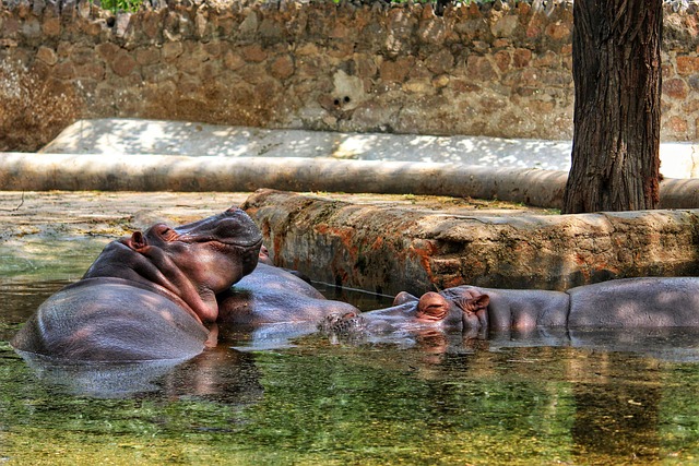 Free Hippopotamus Hippopotamuses photo and picture