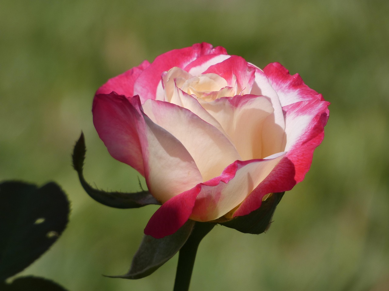 Beautiful Bloom Blooming - Free photo on Pixabay