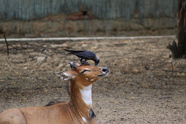 Free Antelope Mammal photo and picture