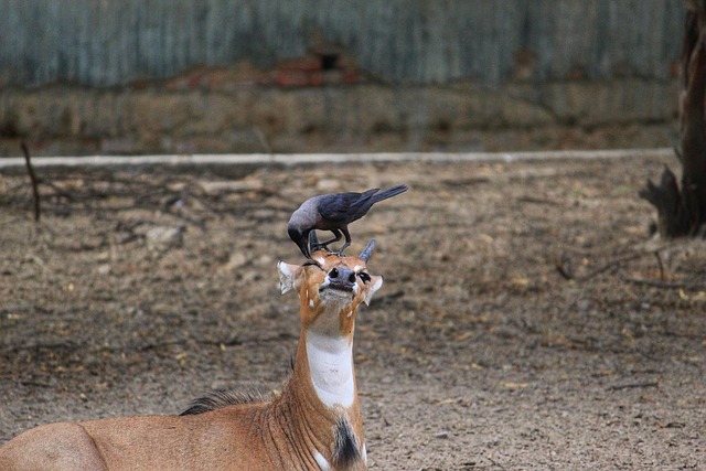 Free Antelope Mammal photo and picture