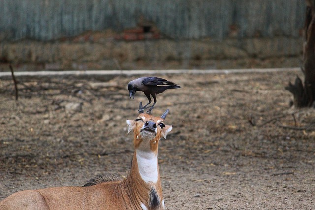 Free Antelope Mammal photo and picture