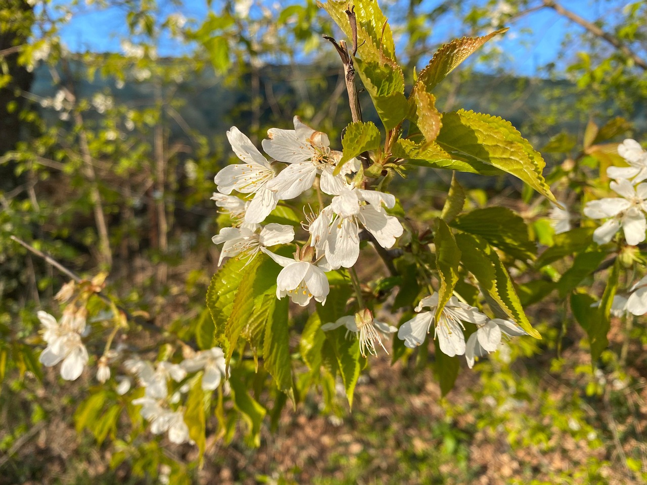 开花 开花枝 性质 - Pixabay上的免费照片 - Pixabay
