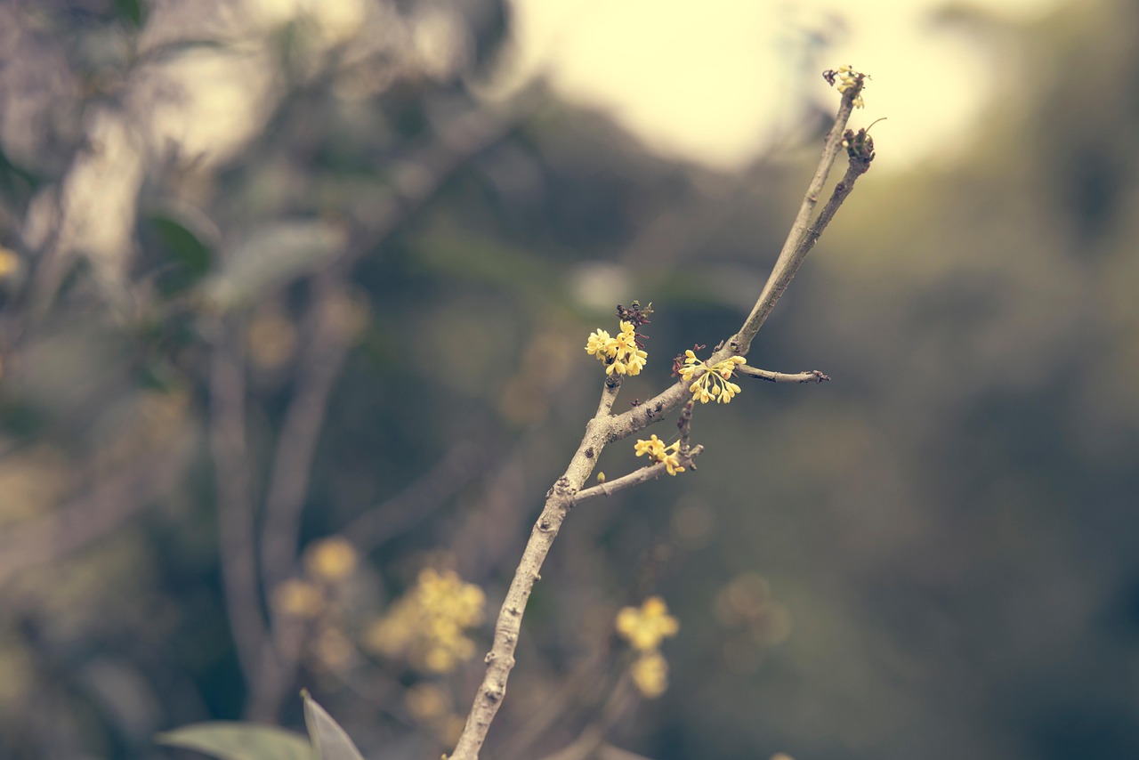 树枝 桂花 盛开 - Pixabay上的免费照片 - Pixabay