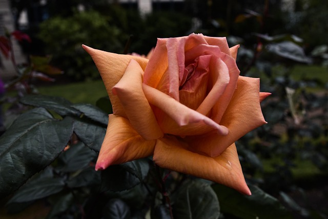 Free Roses Bloom photo and picture