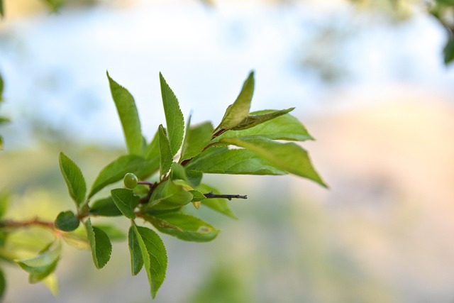 Free Tree Bloom photo and picture
