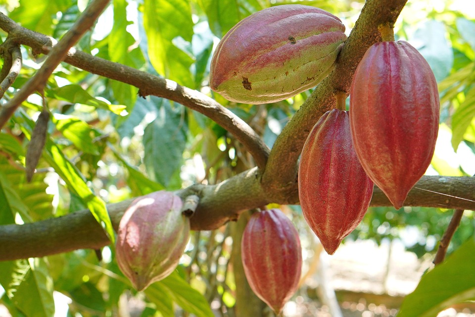 Kakaobaum Kakao Frucht - Kostenloses Foto auf Pixabay