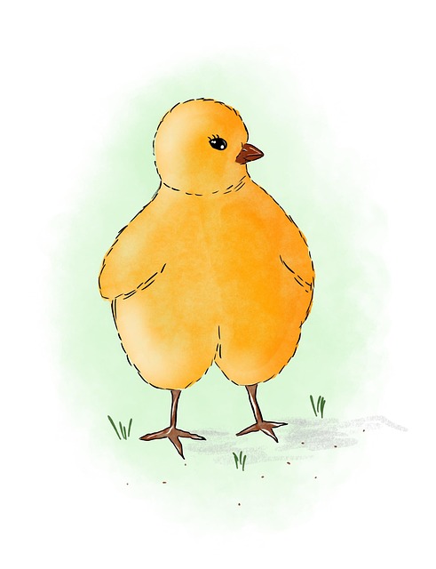 Free Chick Chicken illustration and picture