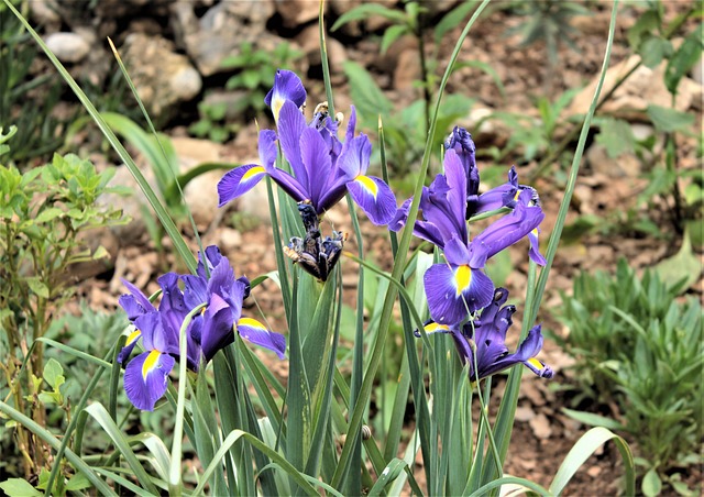 Iris, Blomster, Forår, Lilla Blomster