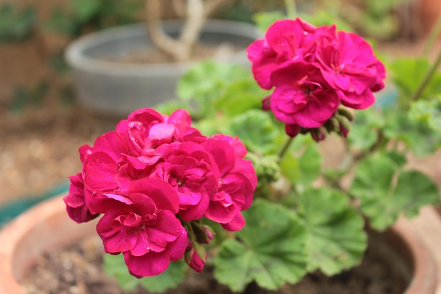Blomst, Geranier, Forår