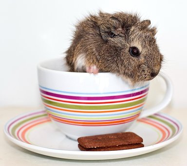 Free Hamster Cup photo and picture