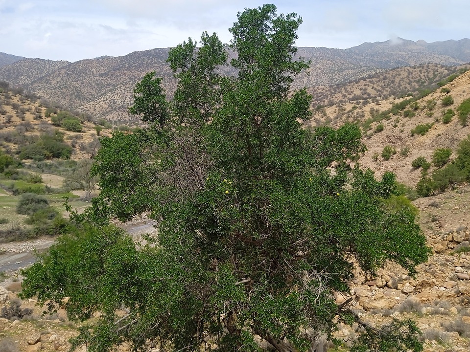 Trees Rabat Arbre Maroc Paysage En Plein - Photo gratuite sur Pixabay - Pixabay