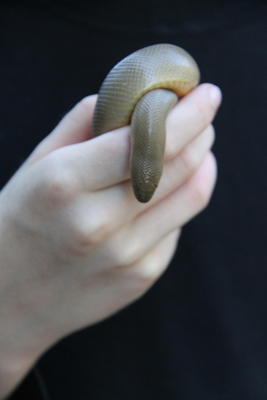 Hand Snake Reptile Free photo on Pixabay Pixabay