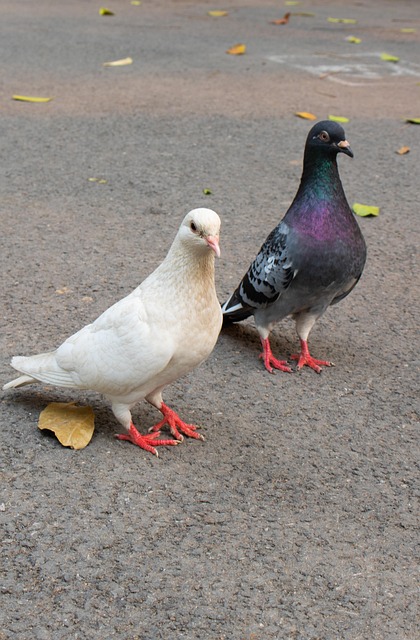Taube, Vogel, Tier, Stehen, Hintergrund
