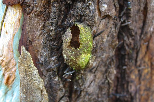 Saco De Huevos, Cáscara De Huevo, Árbol