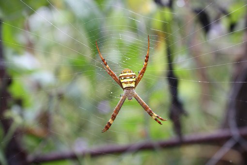 Araña, Web, Telaraña, Naturaleza, Trampa
