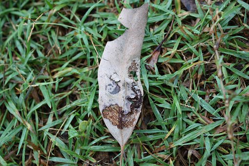 Hoja, Rostro, Naturaleza, Australia