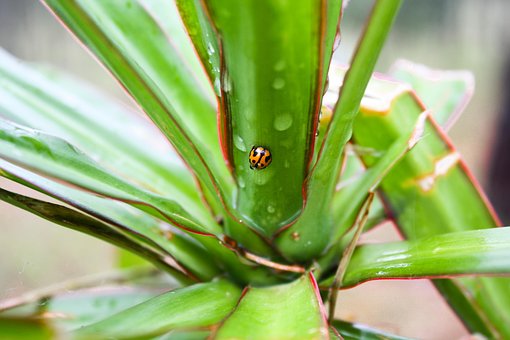 Mariquita, Naturaleza, Insecto