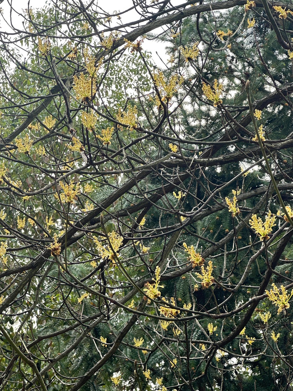 春天 自然 开花 - Pixabay上的免费照片 - Pixabay