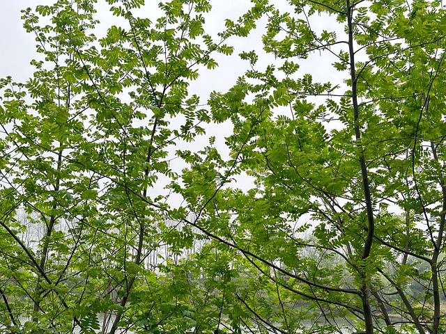 Verdure Clare Top main image 1