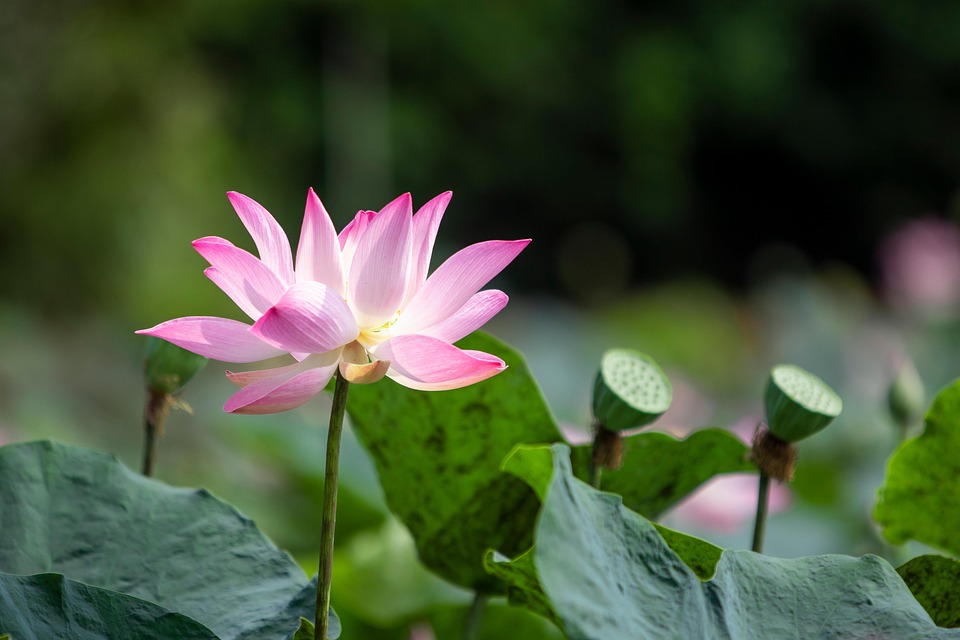 Lotus Flower Petals Seed - Free photo on Pixabay