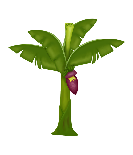 Free Banana Banana Tree illustration and picture