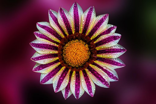 Free Flower Bloom photo and picture