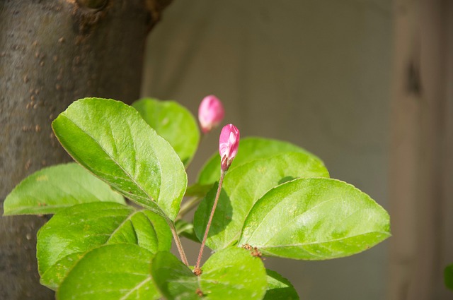 Free Flower Begonia Flowers photo and picture